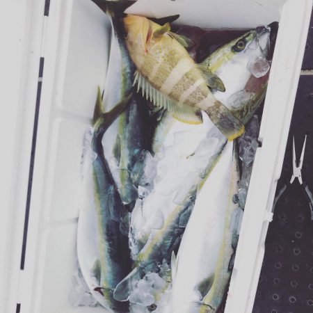 ハマチフィーバー