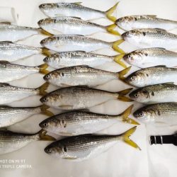 サビキでコノシロ釣り