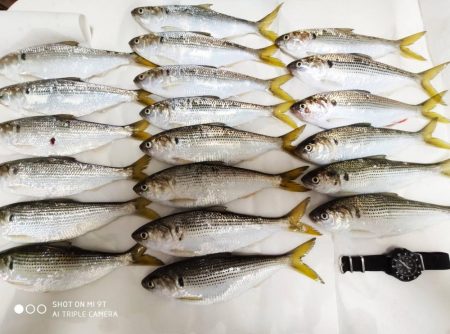 サビキでコノシロ釣り