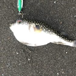 チビヒラメと仲間たち