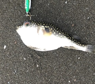 チビヒラメと仲間たち