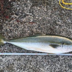 念願のブリゲット