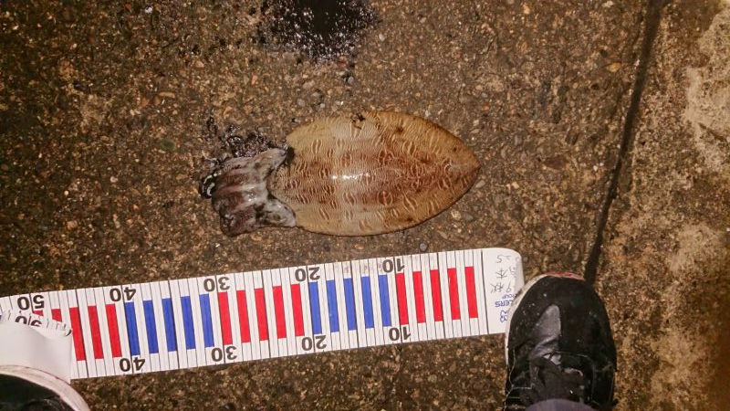 釣り納め最終日