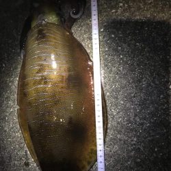 今年初釣りでアオリイカゲット