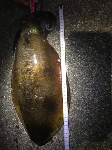 今年初釣りでアオリイカゲット