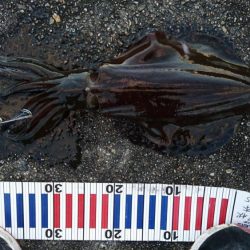 風が弱まって来たので行って来ました。