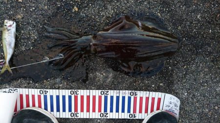 風が弱まって来たので行って来ました。