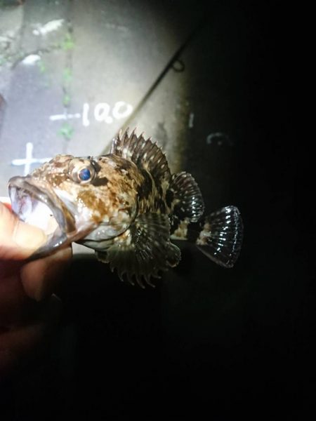 仕事帰りの釣行