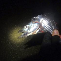 2019年タチウオ最終釣行