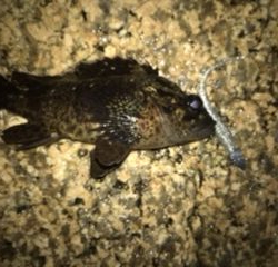 ロックフィッシュ