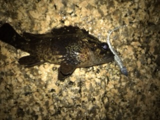 ロックフィッシュ