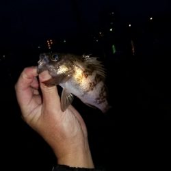 2020年1月15日釣行in箱崎ふ頭