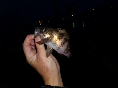 2020年1月15日釣行in箱崎ふ頭