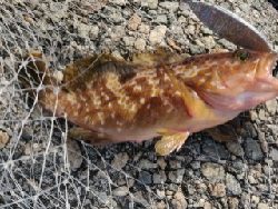 安定のキジハタ