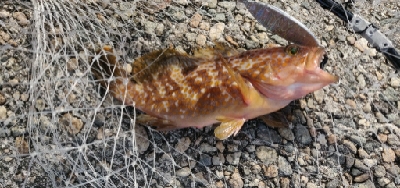 安定のキジハタ