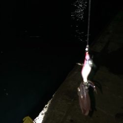 今日も行っちゃいました