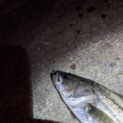 久しぶりの釣行