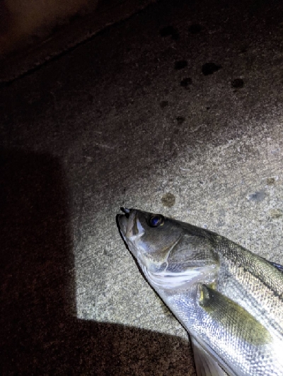 久しぶりの釣行