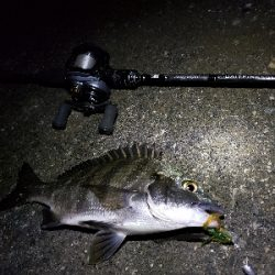 チニングでボコボコ