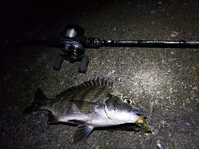 チニングでボコボコ