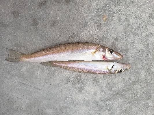 カレイを求めて