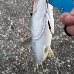 今日は渋そうだった