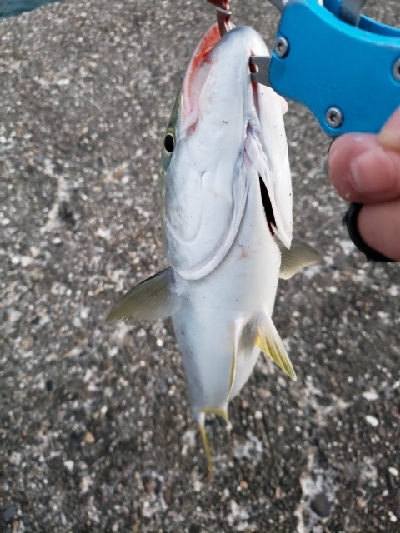 今日は渋そうだった