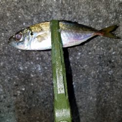 数はマズマズ。