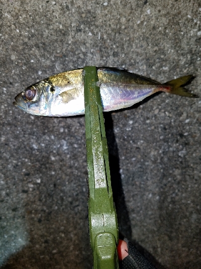 数はマズマズ。