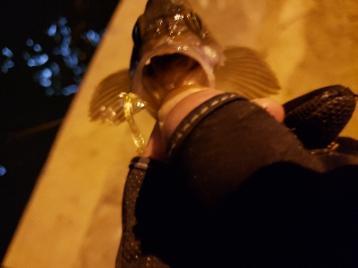 2020年初釣り　アジ調査