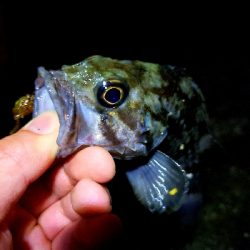 おかっぱりライトゲーム