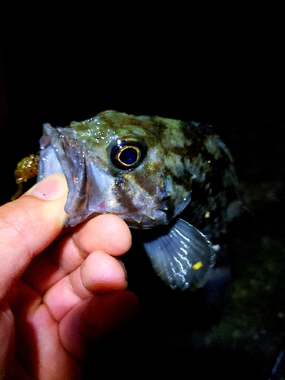 おかっぱりライトゲーム