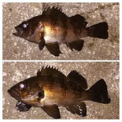 メバリング1855〜1930