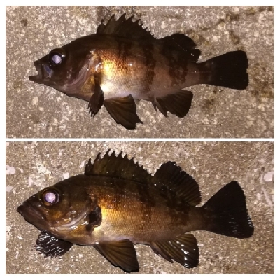 メバリング1855〜1930