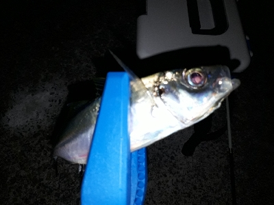 アジ釣れた!