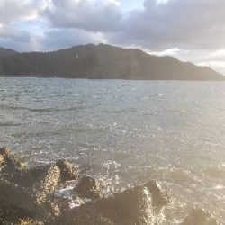 今年初の青物‼️