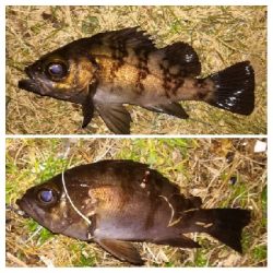 メバリング1840〜1930