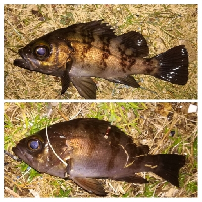 メバリング1840〜1930