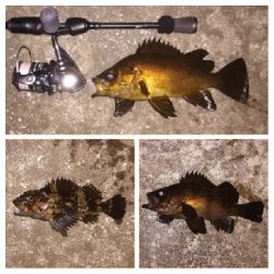 メバリング1840〜2047