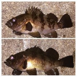 メバリング1844〜1930