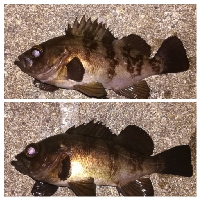 メバリング1844〜1930