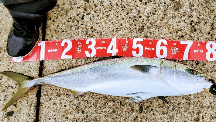 今年初ブリ‼️…