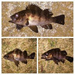 メバリング1840〜1930プラスα