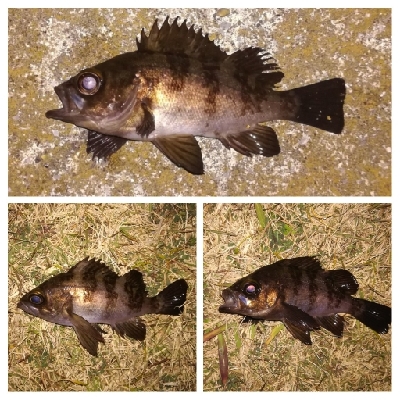 メバリング1840〜1930プラスα