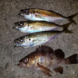 今年の初メバル