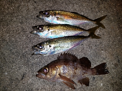 今年の初メバル