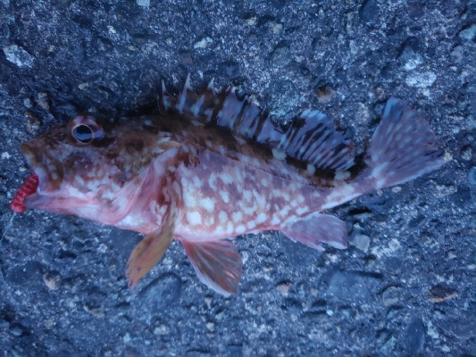 根魚はやっぱりいいよねー