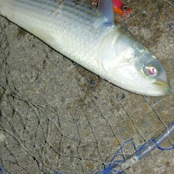 スレががりの日