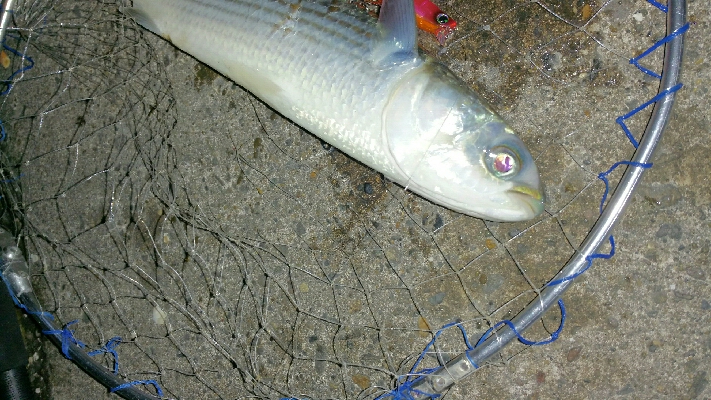 スレががりの日