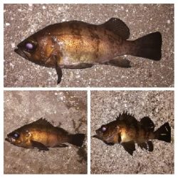 メバリング1835〜2030